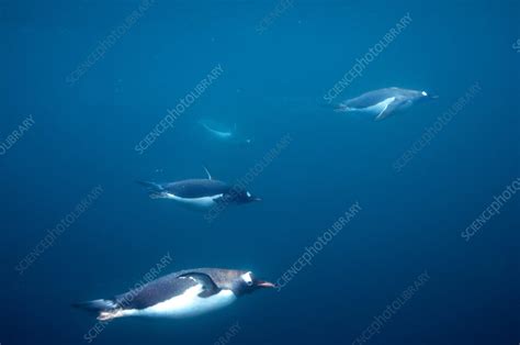 gentoo penguins underwater antarctica stock image