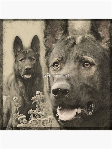 Working German Shepherd Dog Gsd Poster For Sale By K9printart