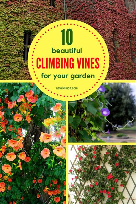 10 Climbing Vines Thatll Beautify Your Garden Climbing Vines Garden
