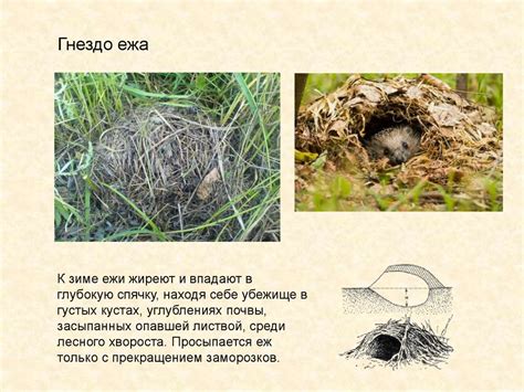 Обыкновенный еж - презентация онлайн