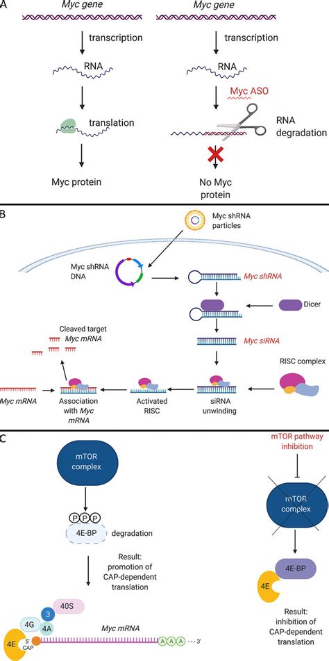 Approaches To Block Myc Translation A Mechanism Of Action Of Myc