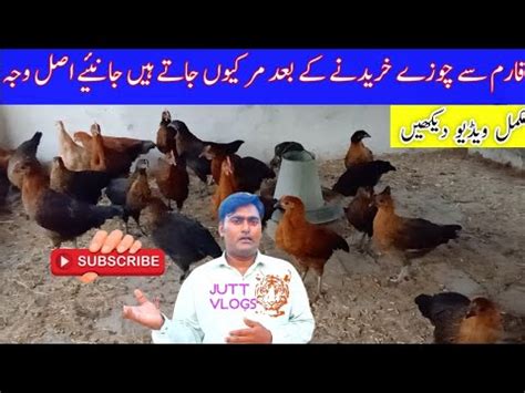 Golden Misri Chozay Mar Gy Golden Misri Farm Hen Farming Desi