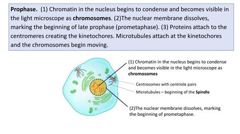 Ppt Nucleolus Powerpoint Presentation Free Download Id6851356