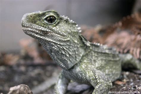 Interesting facts about tuatara | Just Fun Facts