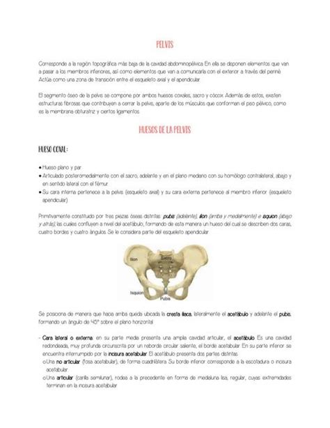 Res Menes De Hueso De La Pelvis Descarga Apuntes De Hueso De La Pelvis