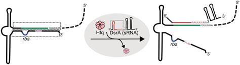 Regulation Of Rpos Translation By Dsra Base Pairing Of Dsra With The