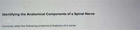 Solved Identifying The Anatomical Components Of A Spinal Chegg