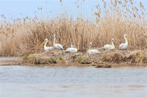 40+ Pelicans In Volga River Russia Stock Photos, Pictures & Royalty ...