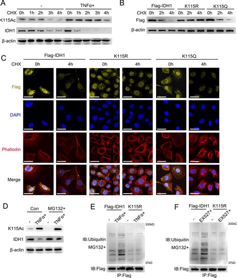 Tnf Promotes The Ubiquitination And Degradation Of Idh A Sw Cells