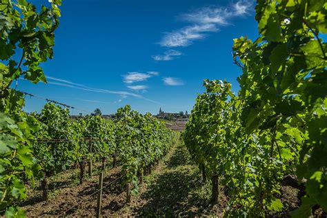 Lhistoire De La Viticulture Et Du Vin Bordelais