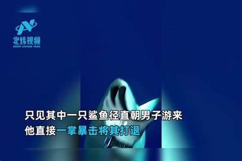 男子捕鱼遇鲨群攻击鲨鱼接连游来冷静应对1掌1个全击退现场惊险