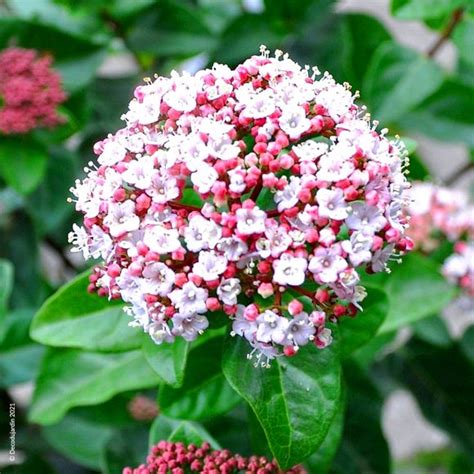 Laurier Tin Viburnum Tinus