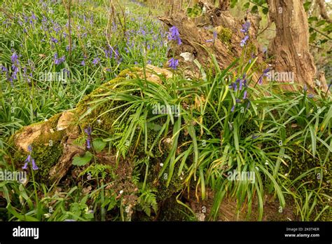 Natural Environmental Portrait Of Common Bluebells In An English