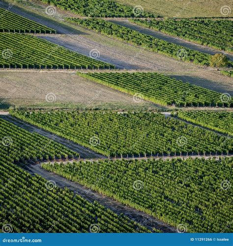 Aerial View Of Vineyards Royalty Free Stock Image Image 11291266