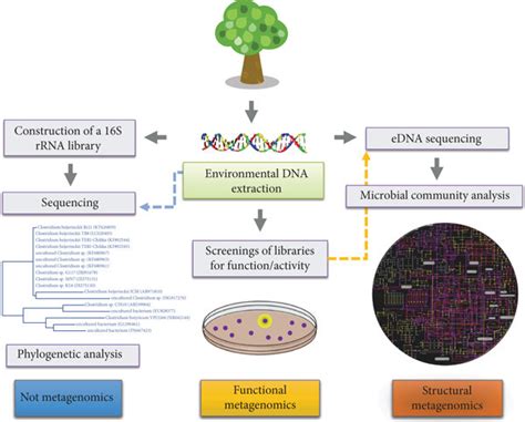 The Metagenomics Framework And Its Two Main Approaches Both Structural Download Scientific