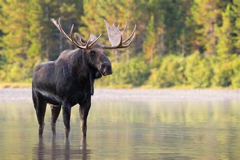 Лесной лось (50 фото) Фотографии лося. Описание вида