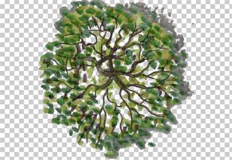 Tree Plan Png HD PNG Pictures Vhv Rs