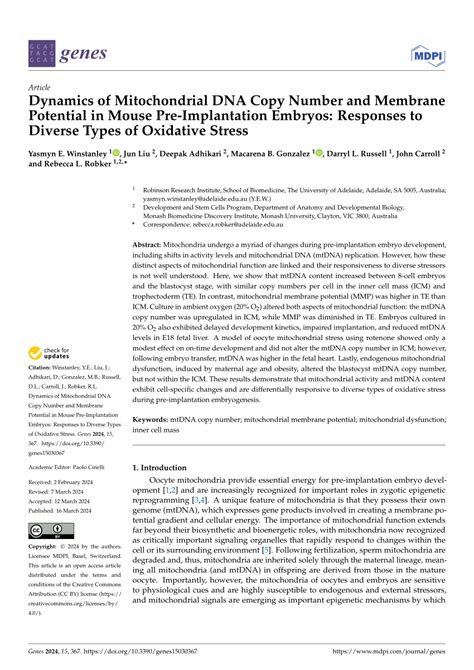 Pdf Dynamics Of Mitochondrial Dna Copy Number And Membrane Potential