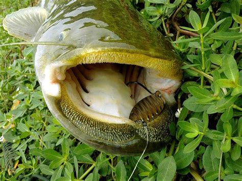 Ловля сома на спиннинг - читайте на Сatcher.fish