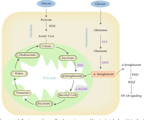 PDF The Regulatory Role of α Ketoglutarate Metabolism in Macrophages