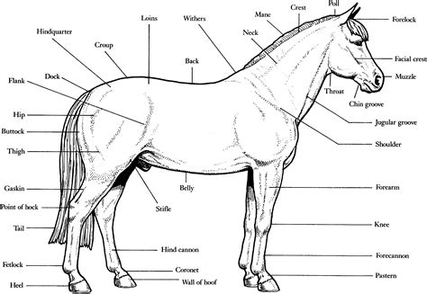 Free Horse Coloring Pages