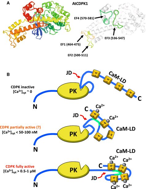 Structure And Ca²⁺ Mediated Activation Of A Calmodulin Like Domain Download Scientific Diagram