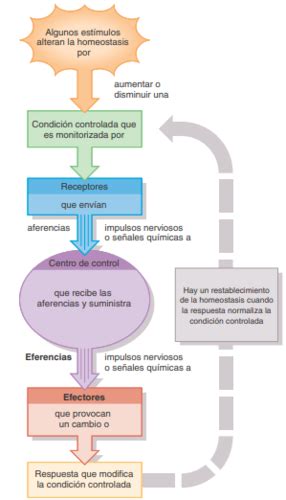 Fichas De Aprendizaje Preguntas Generales Quizlet