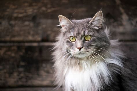 Maine Coon Whiskers: Everything About Their Crucial Feature