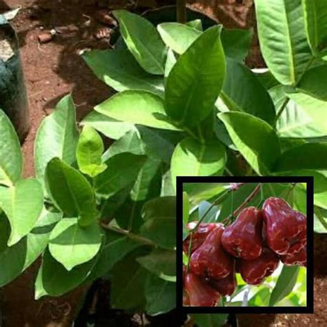 Jual Okulasi Tanaman Bibit Tanaman Buah Jambu Air Citra Kw Import