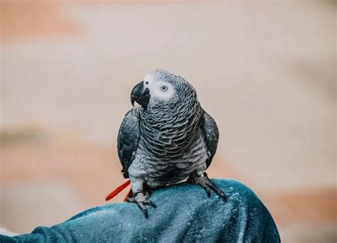 15 African Grey Parrot Care Guide Tips