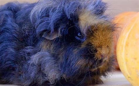 Texel Guinea Pig 2025 In Depth Care Guide