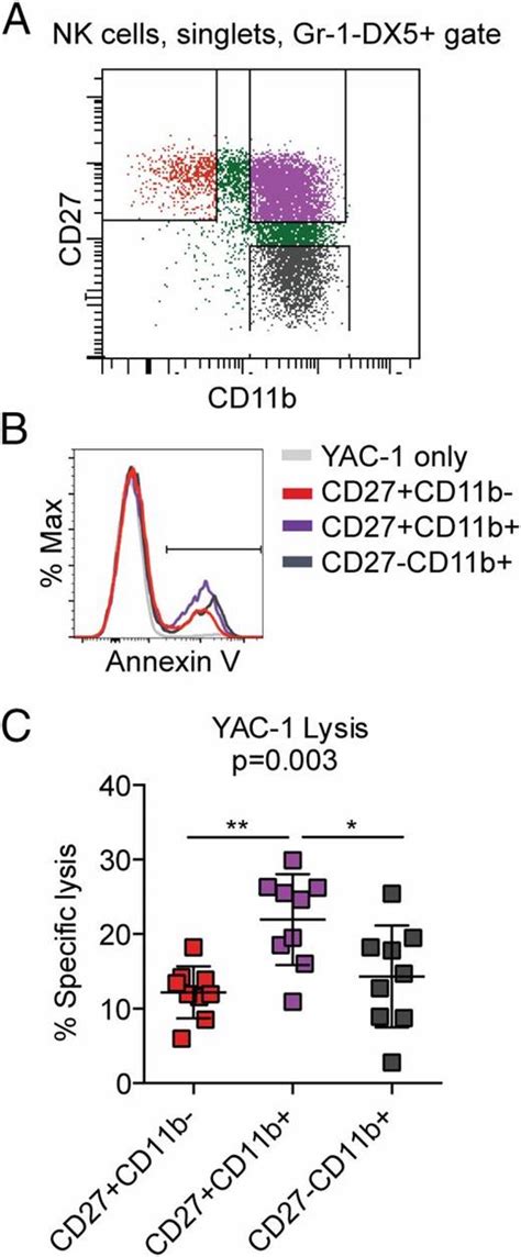 Nk Cell Maturation And Cytotoxicity Are Controlled By The Intramembrane