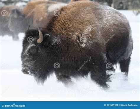 Close Up Of A Bison Charging Through The Snow Stock Photo Image Of