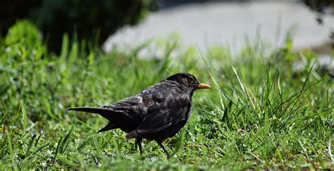 Il Tar Sospende La Caccia Allo Storno E Alla Moretta Cronache Maceratesi