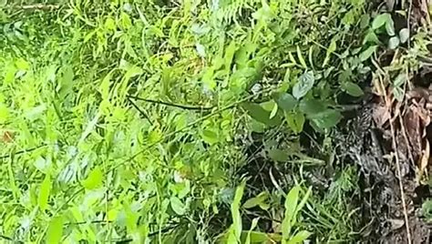 Indian Hot Desi Gay Creampie Porn Feat Shambhu Gupta XHamster