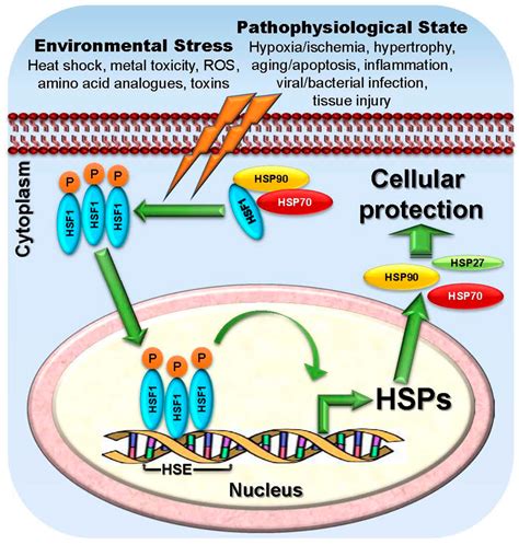 Ijms Free Full Text Targeting Heat Shock Proteins In Cancer A