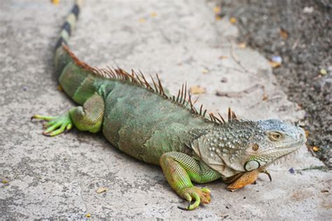 Green Iguana Facts and pictures