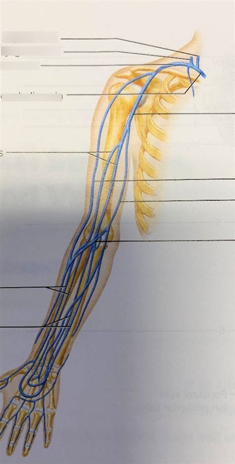 Figure 40 11 Veins Of The Arm Diagram Quizlet