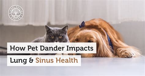 How Pet Dander Impacts Lung and Sinus Health