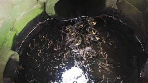 Mother Duck Reunited With Her 14 Ducklings After Firefighters Rescue