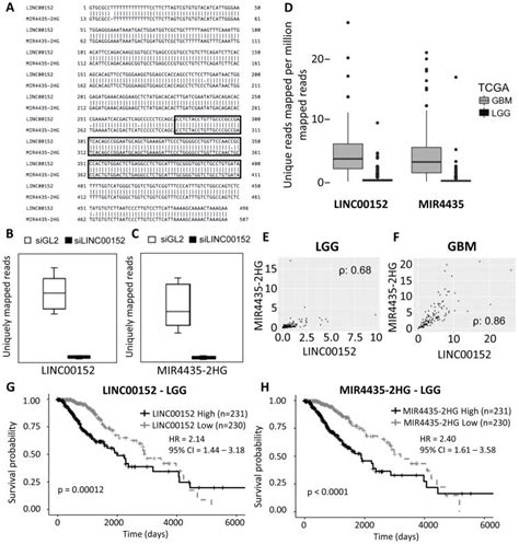 Linc00152 Promotes Invasion Through A 3 Hairpin Structure And