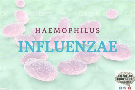 15 Haemophilus Influenzae La Vieja Confiable Medicina UDocz