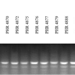 Figure A4: Electropherogram showing the identification of gene Lr34... | Download Scientific Diagram