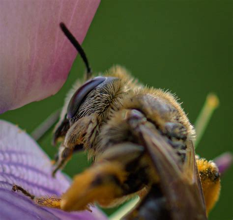 Honey Bee Pollen Nectar Free Photo On Pixabay Pixabay