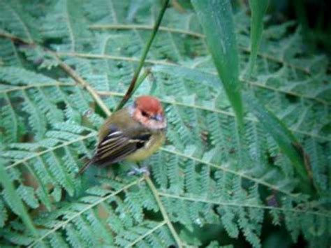 Rufous Crowned Tody Flycatcher Bird Watching Tours Youtube