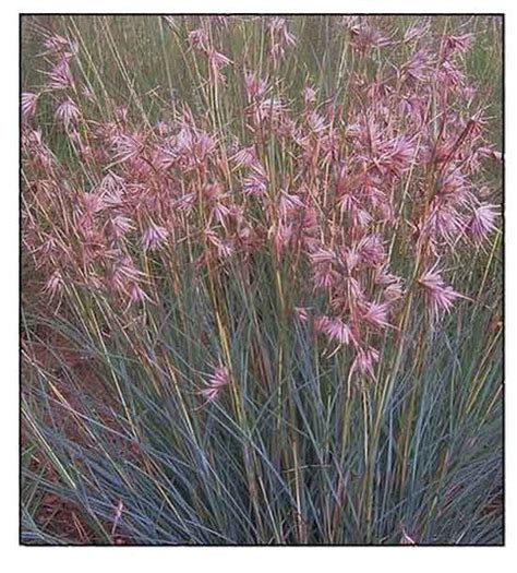 Samsamon Themeda Triandra Red Oat Grass Kangaroo Grass