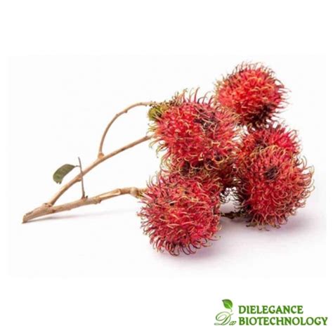 Source Rambutan Extract | Bulk Wholesale Rambutan Extract Powder