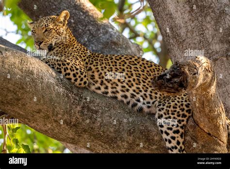 African Leopard Panthera Pardus Lying On Kigelia Kigelia Africana