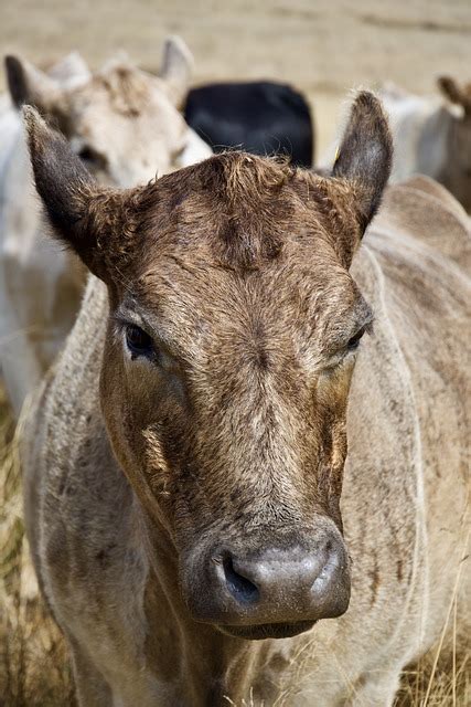 Vache Bovins B Tail Photo Gratuite Sur Pixabay Pixabay