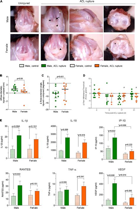 Frontiers Female Rats Have A Different Healing Phenotype Than Males